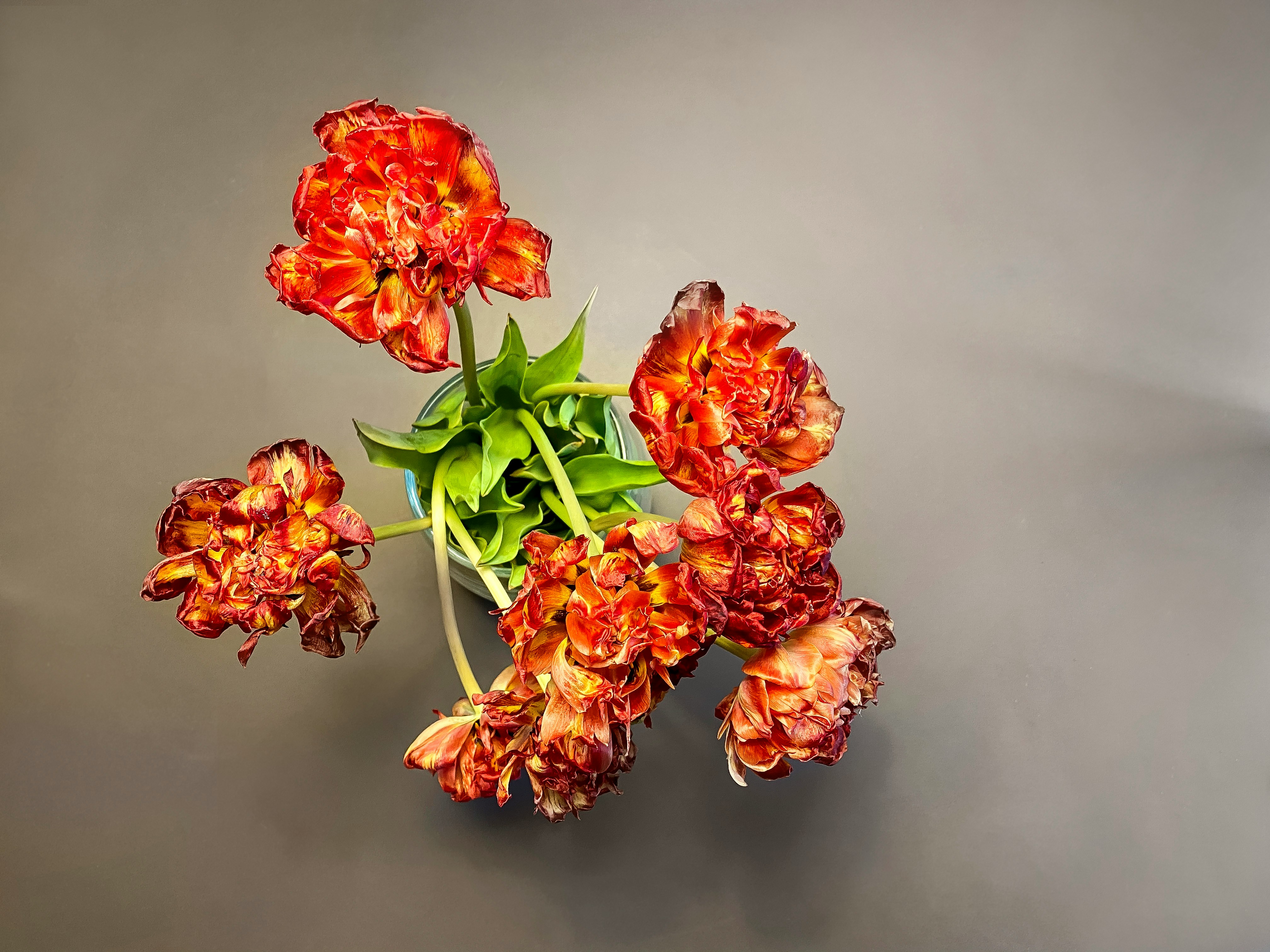 Striking cluster of bright orange flowers against a soft, dark background